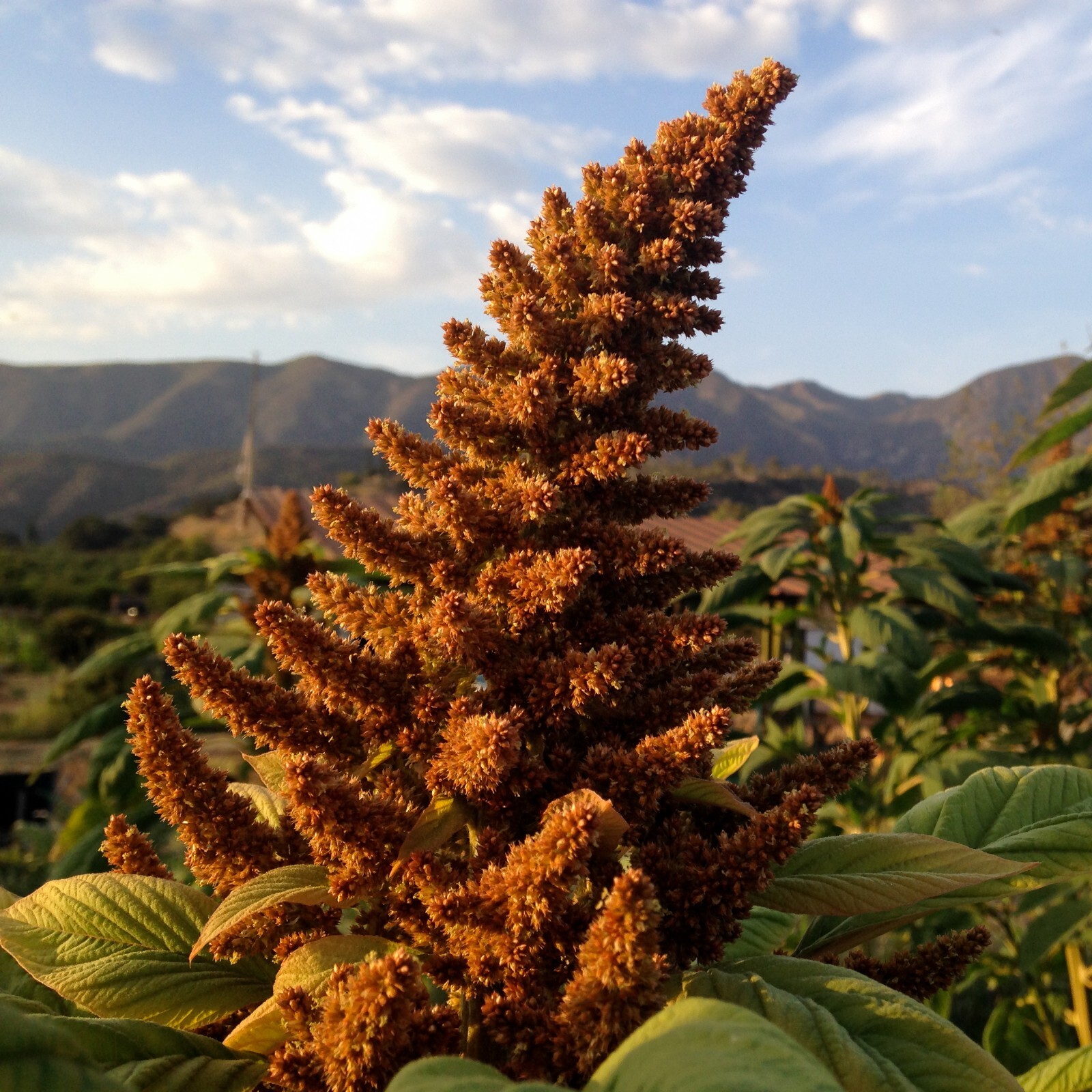 Amaranth Seeds ORANGE CHINESE GIANT – HUGE PLANTS, ORGANIC, GROWS TALL, NON-GMO