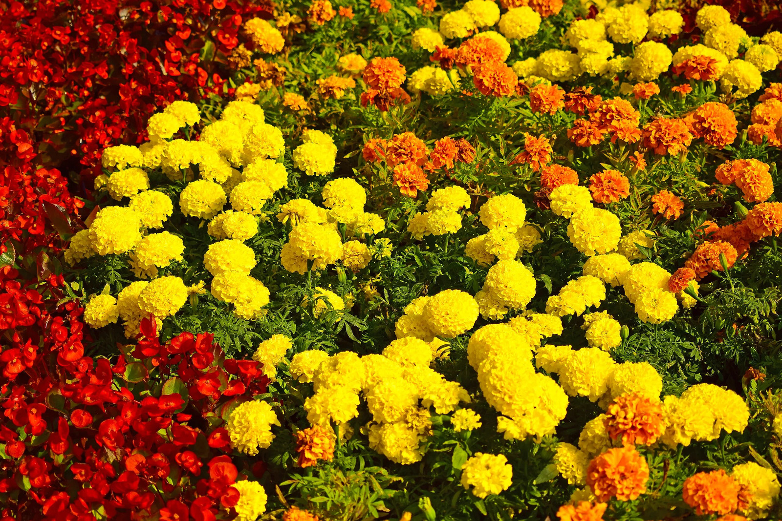 Yellow Brocade French Marigold Seeds – For 2025 Planting Dwarf Tagetes Patulas