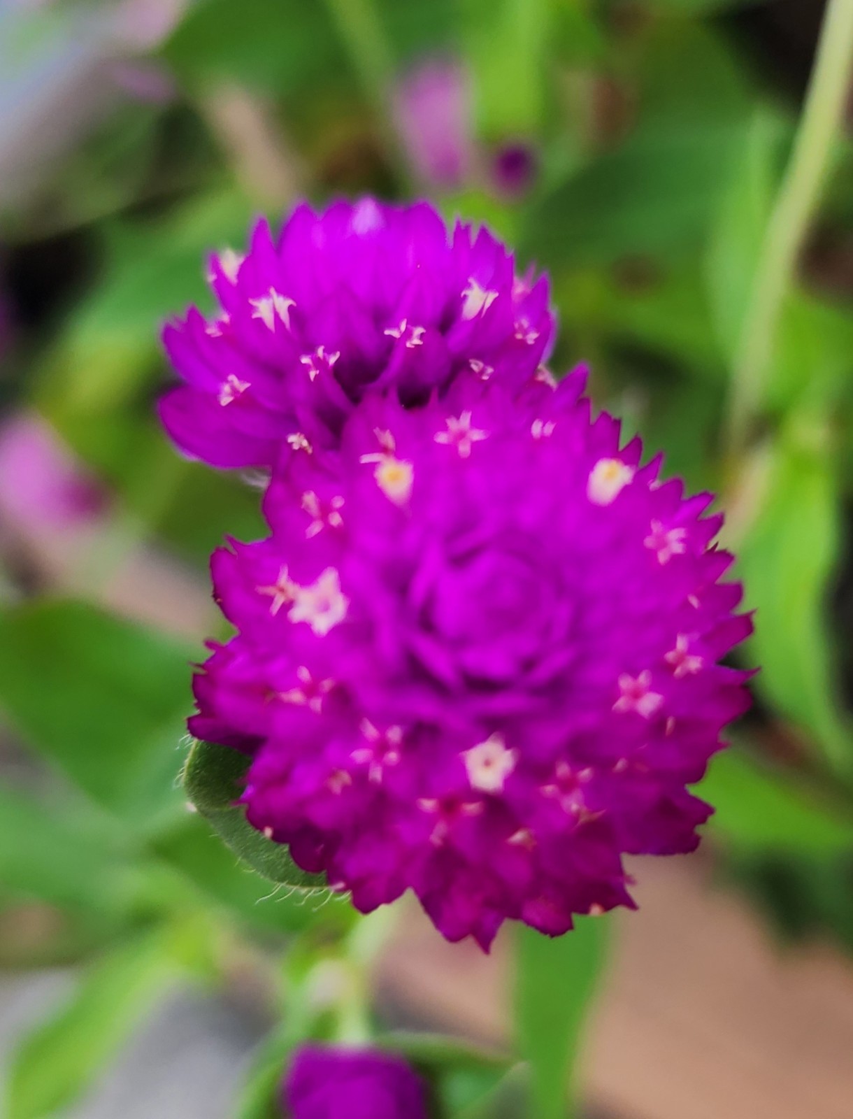 Globe Amaranth | Purple | White | Pink Strawberry Cream | 100 Seeds Easy to Grow
