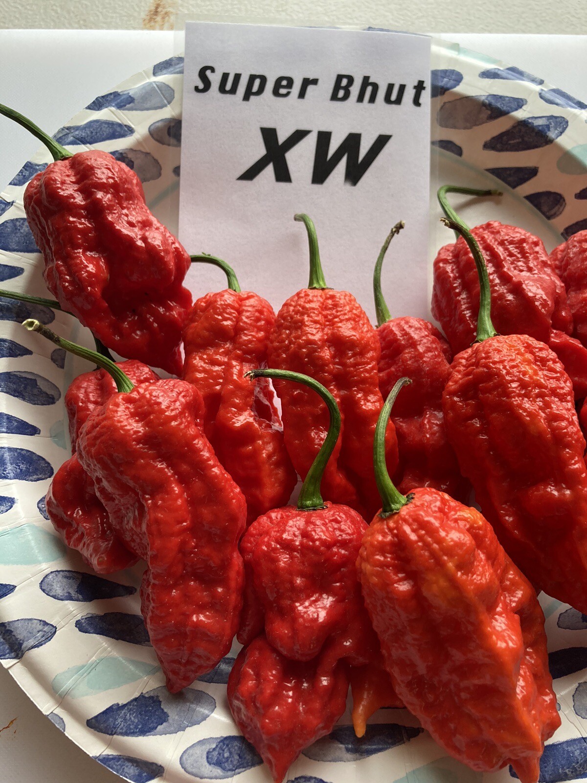 Super Bhut Jolokia XW Ghost Pepper Seeds 15+ Per Pack