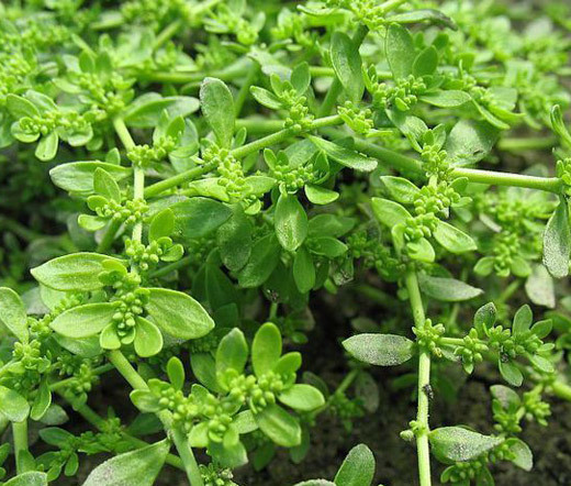 GREEN CARPET RUPTUREWORT Herniaria Glabra – 10,000 Bulk Seeds