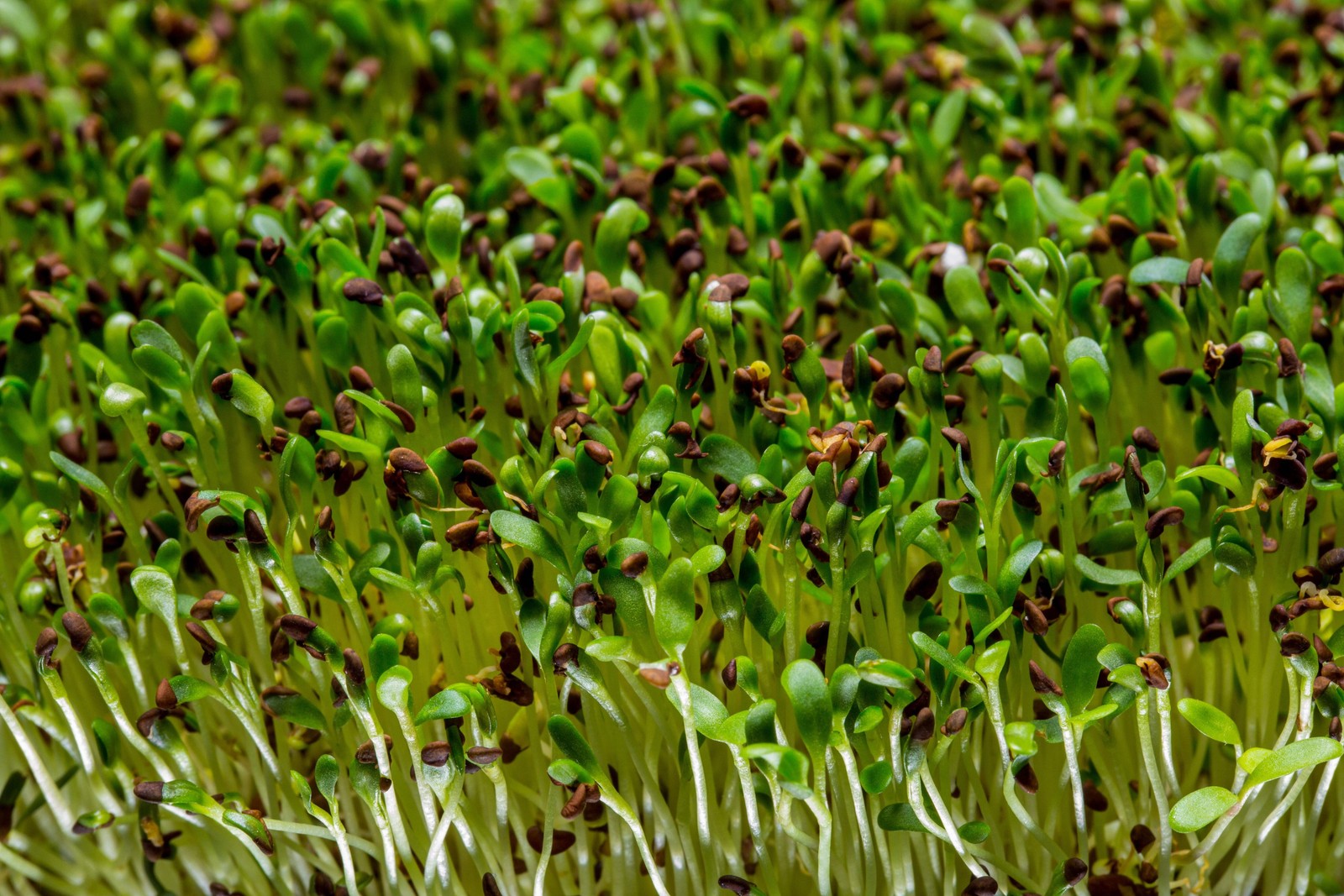 200 BUCKWHEAT Fagopyrum Esculentum Grain Cover Crop Ground Cover Flower Seeds
