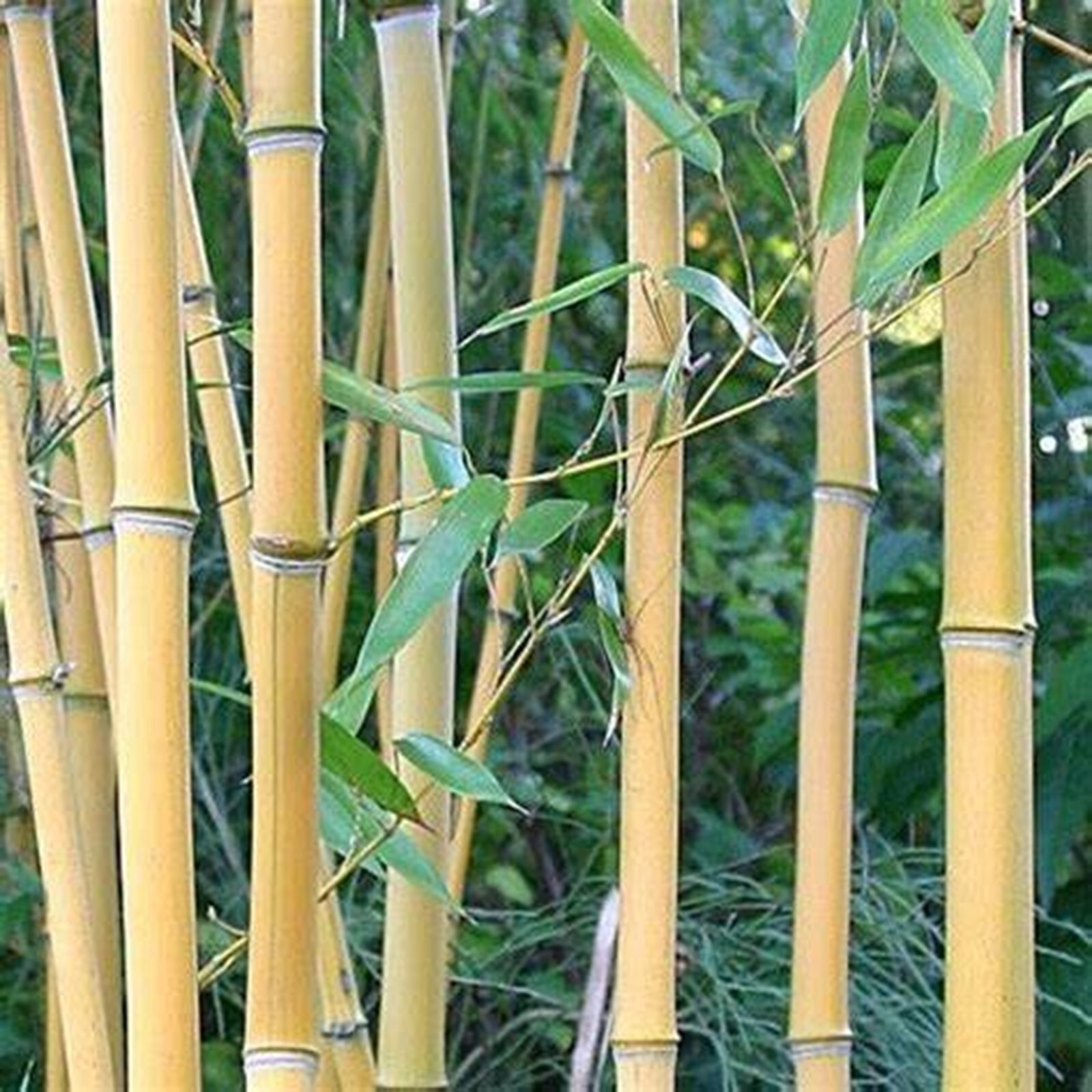 100 Lama Temple Bamboo Seeds Perennial Ornamental Seed Privacy US SELLER
