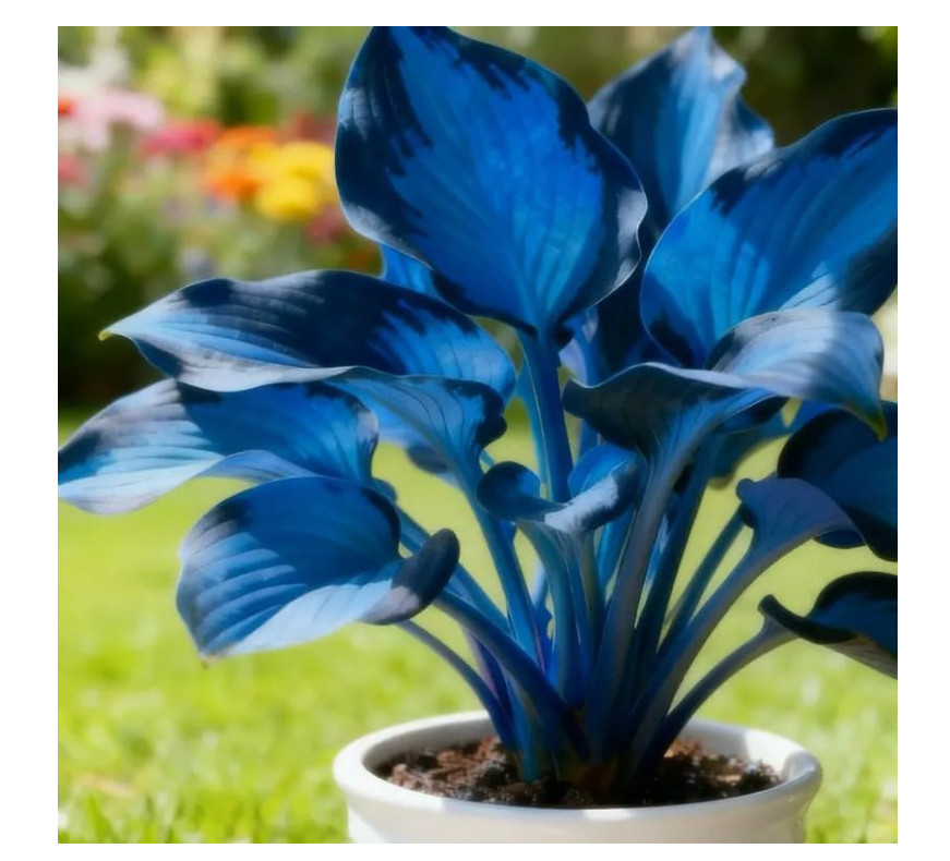 211+ Hosta Seeds Rare Shade Perennial Plants Low Maintenance Garden Grow