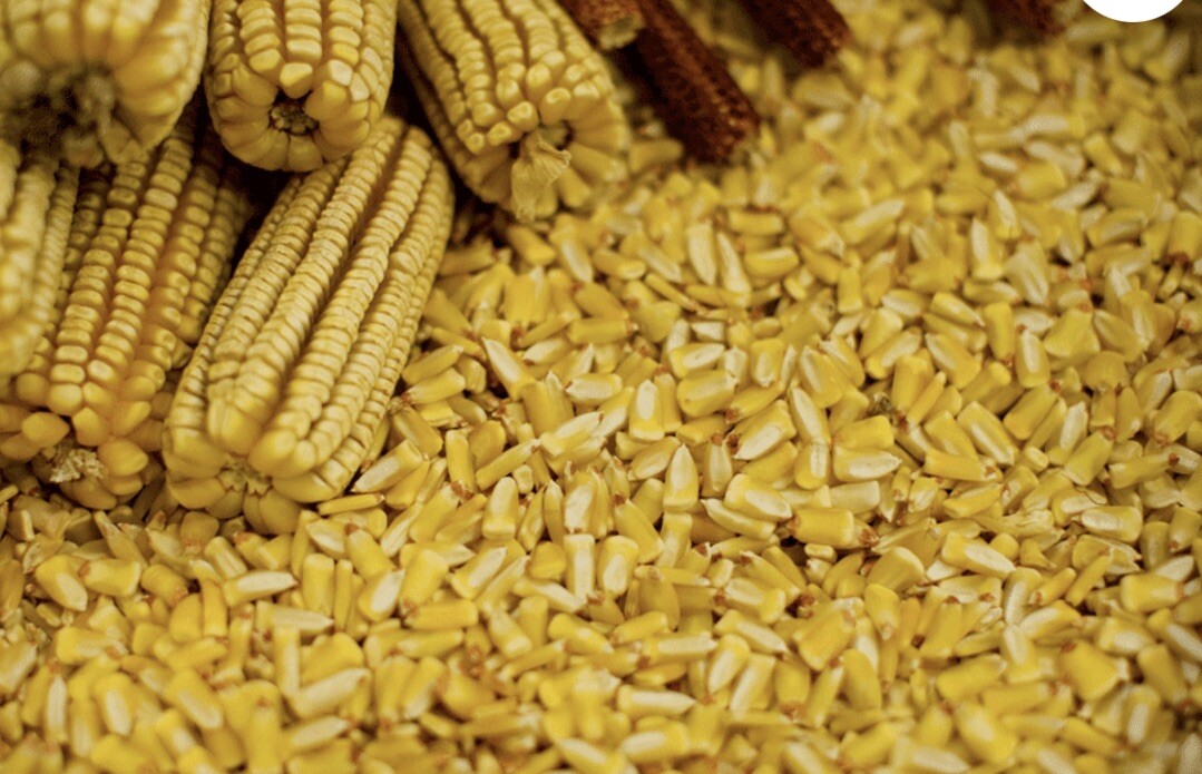 4 Pk Crowder Pea Seed & 4 Pk Pencil Corn Cob from Blackberry Farms