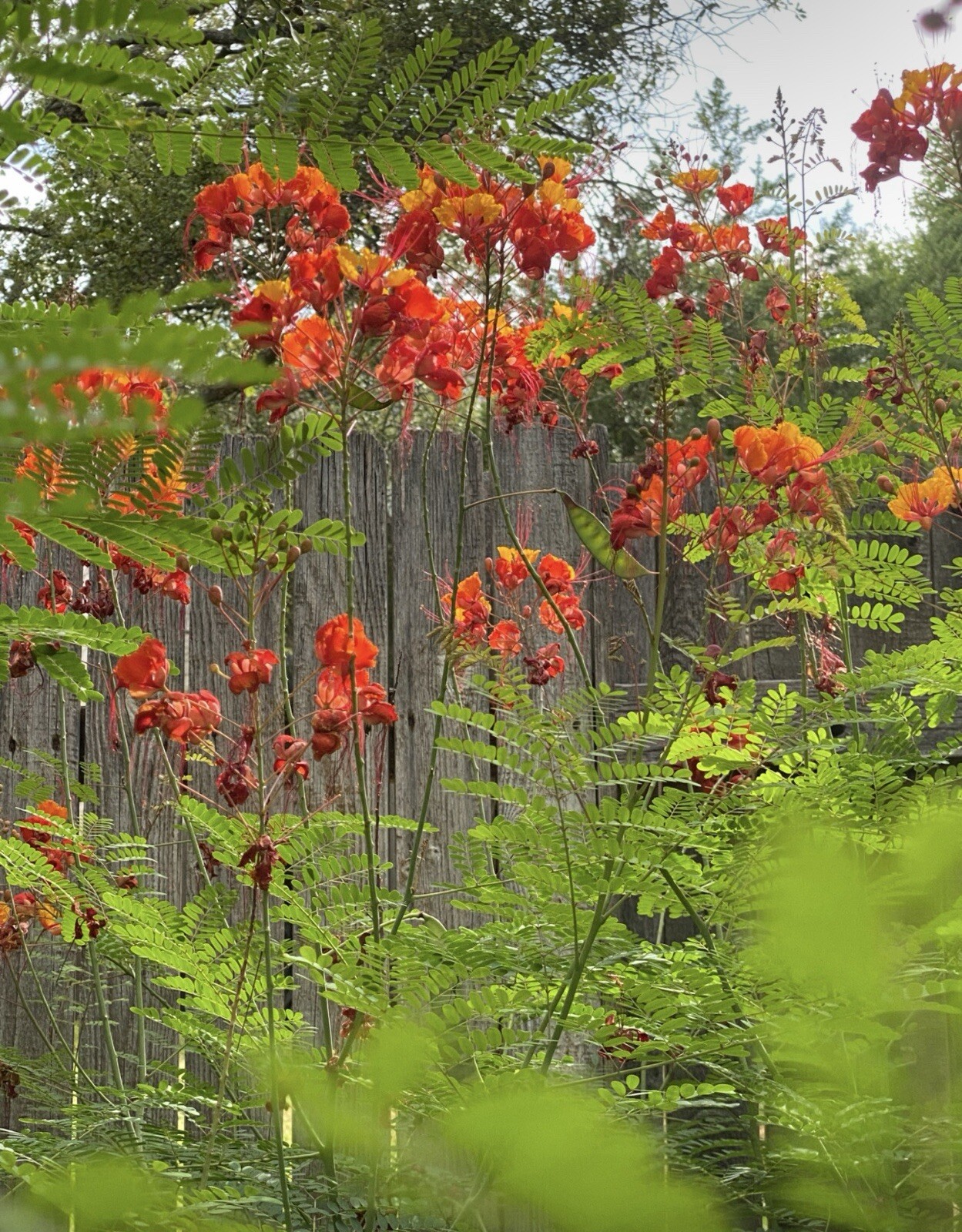 30 Total seeds Caesalpinia Pulcherrima Yellow, And Red PRIDE OF BARBADOS