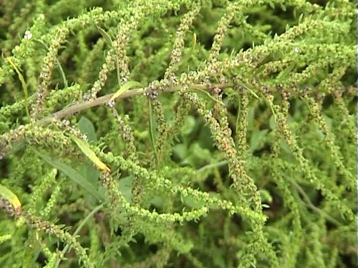 Organic Epazote seeds Chenopodium ambrosoides 1 GRAM-OVER 4,000 SEEDS! SEMILLAS