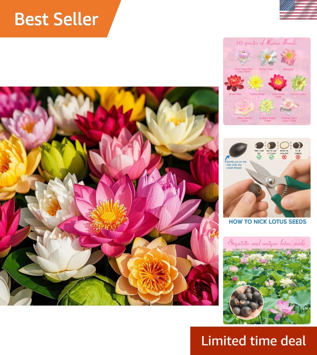 200 Lotus Seeds – 10 Unique Varieties & Comprehensive Planting Guide