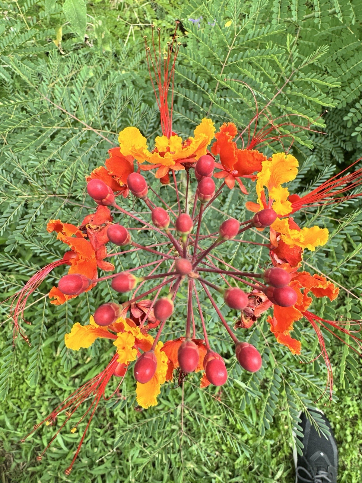 Pride of Barbados Peacock Flower 50 Seeds (Caesalpinia) Perennial Shrub