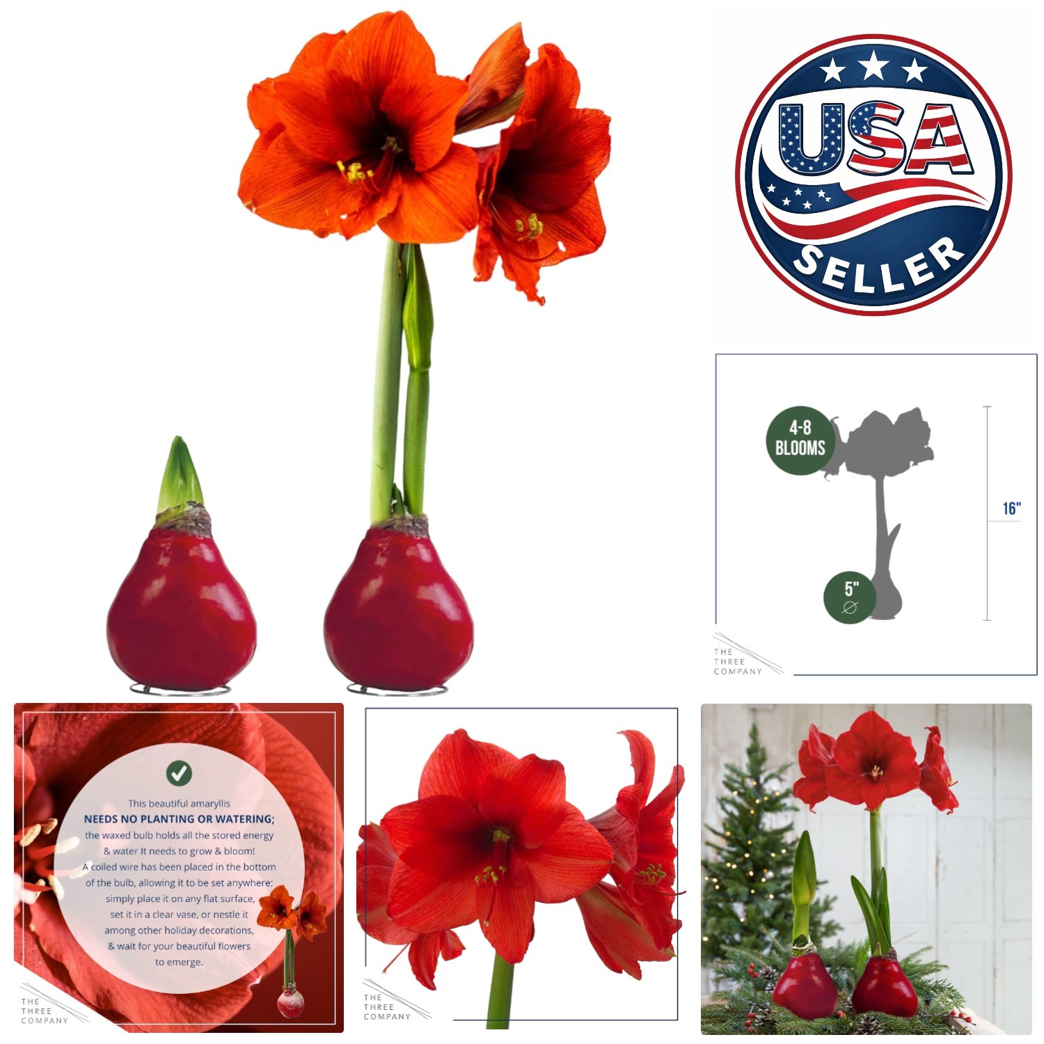 Elegant Waxed Amaryllis Bulb with Red Blooms – No Watering Needed Gift Plant