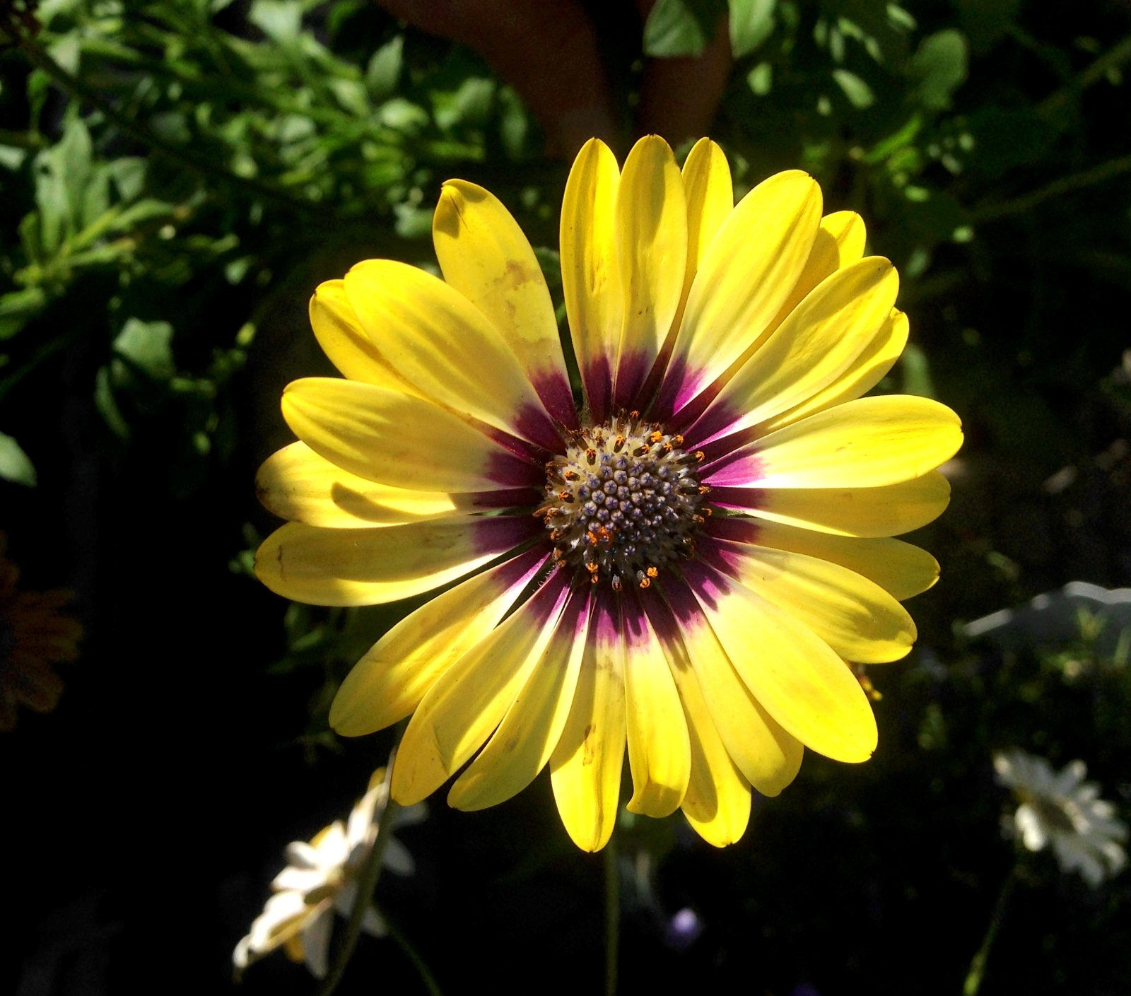 African Daisy Seeds BULK Heirloom Wildflower Osteospermum Cape Marigold Heat Sun