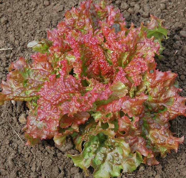 2g Freshly Harvested Premium Red Sails Loose Leaf Lettuce Seeds-A 58