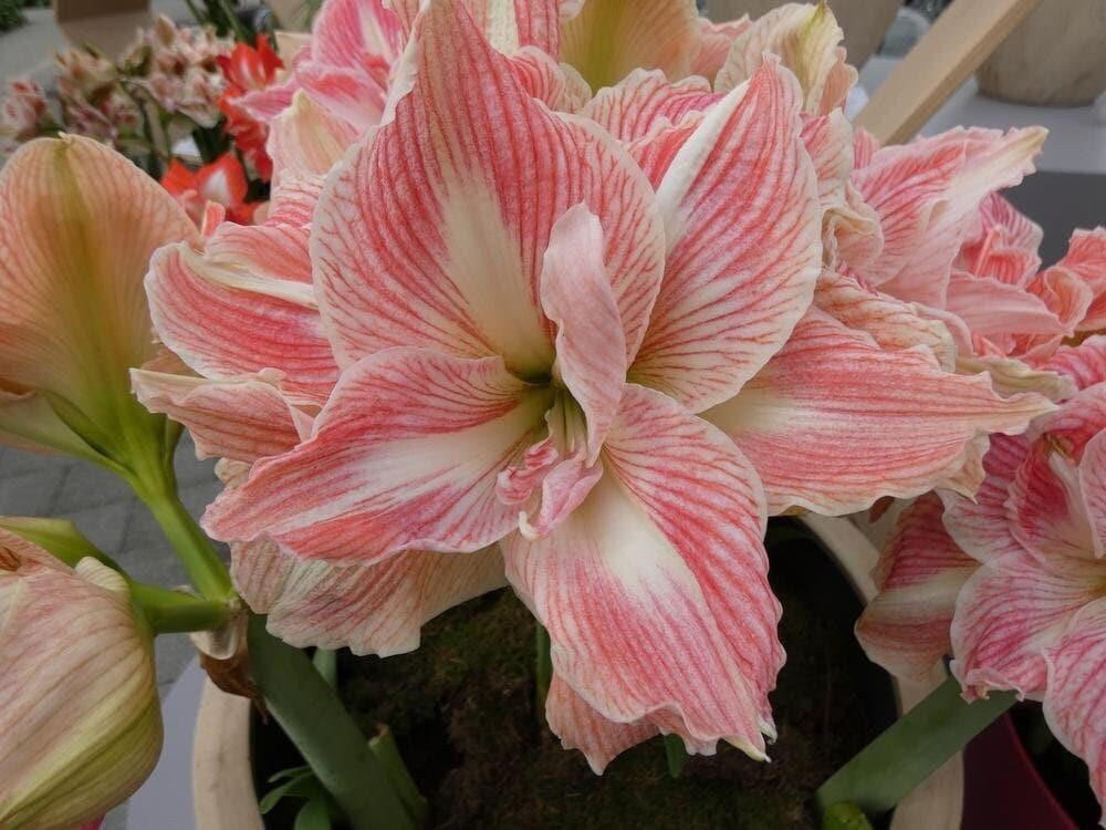 PRETTY NYMPH Large Amaryllis Bulb 26-28 cm – United States Seller