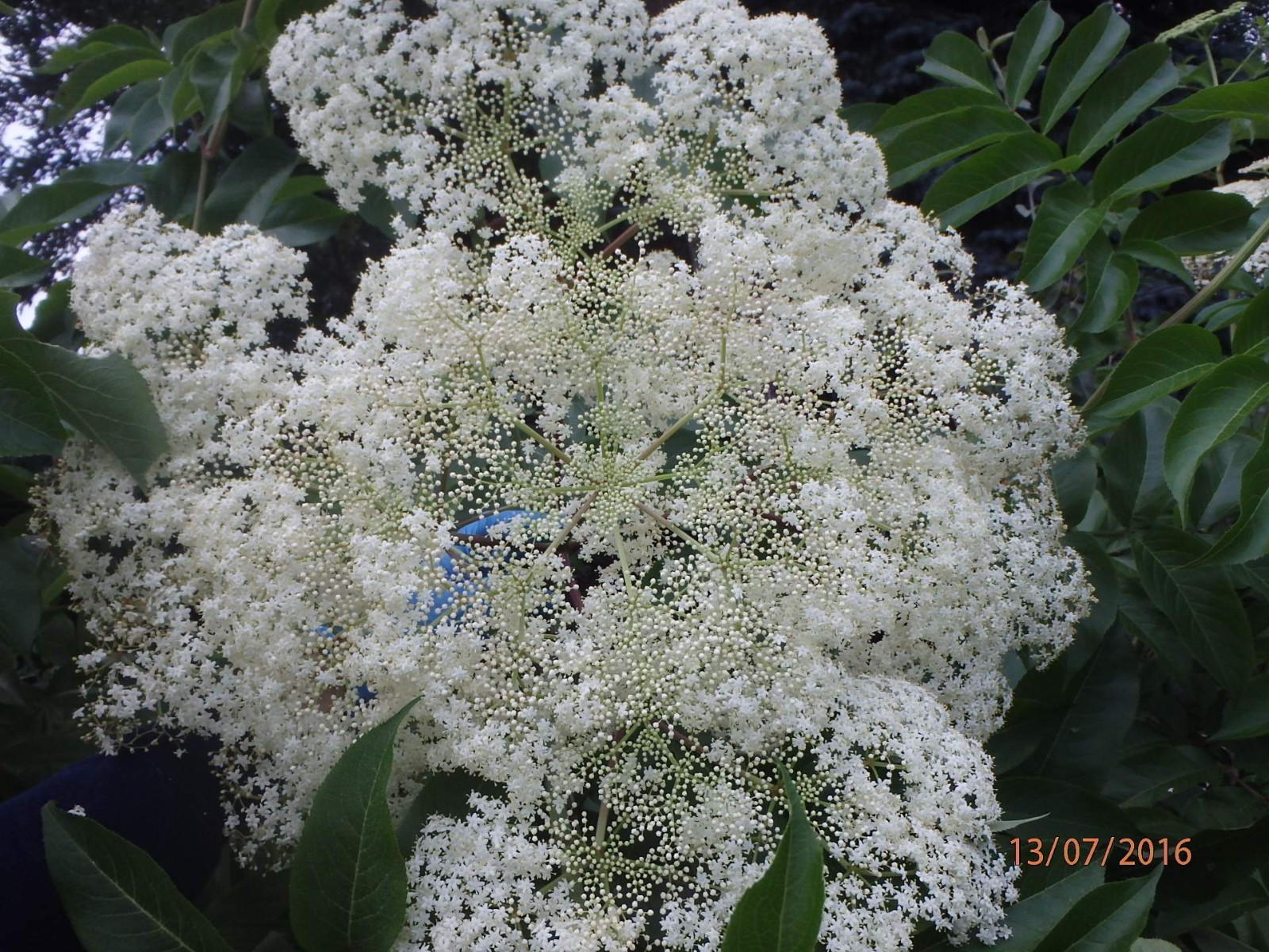 One live rooted plant of Elderberry “Sampo”, sent in box