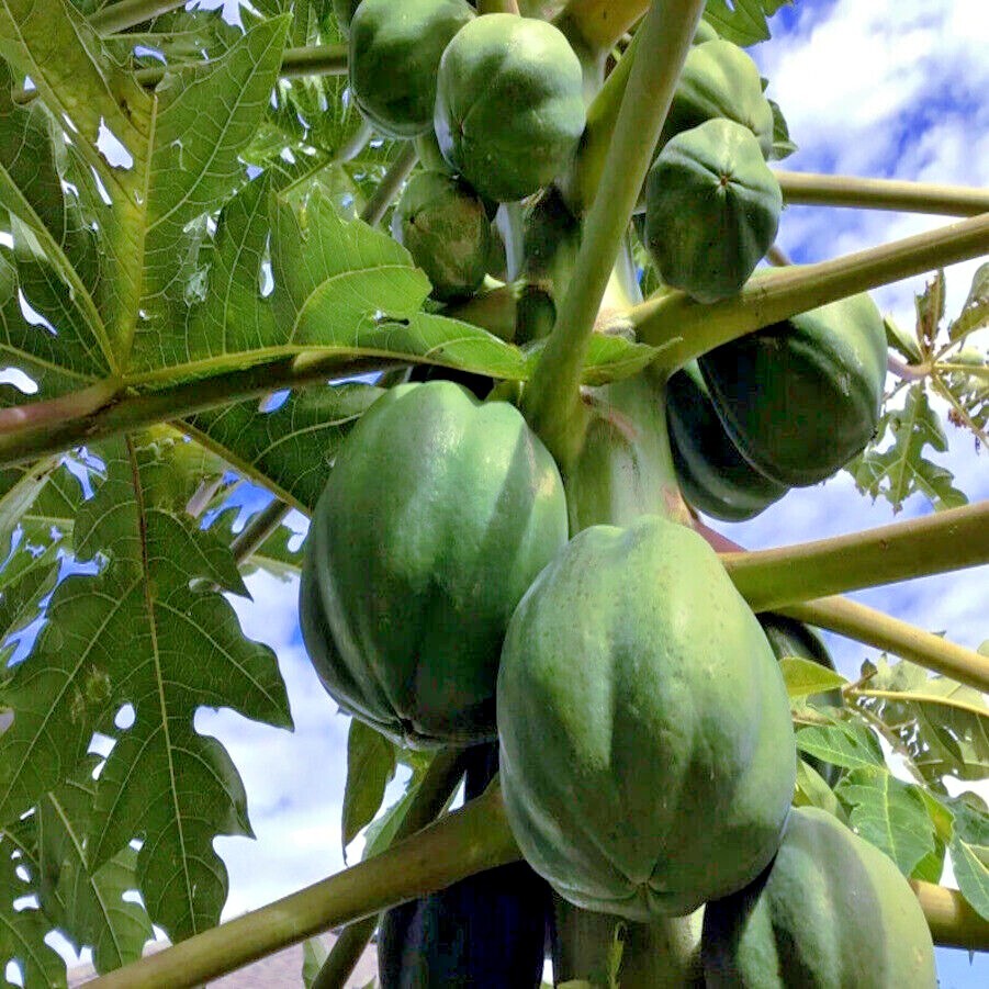 50 “DWARF SOLO WAIMANALO TREE SEEDS” (Carica Papaya) Fast Fruit Houseplant