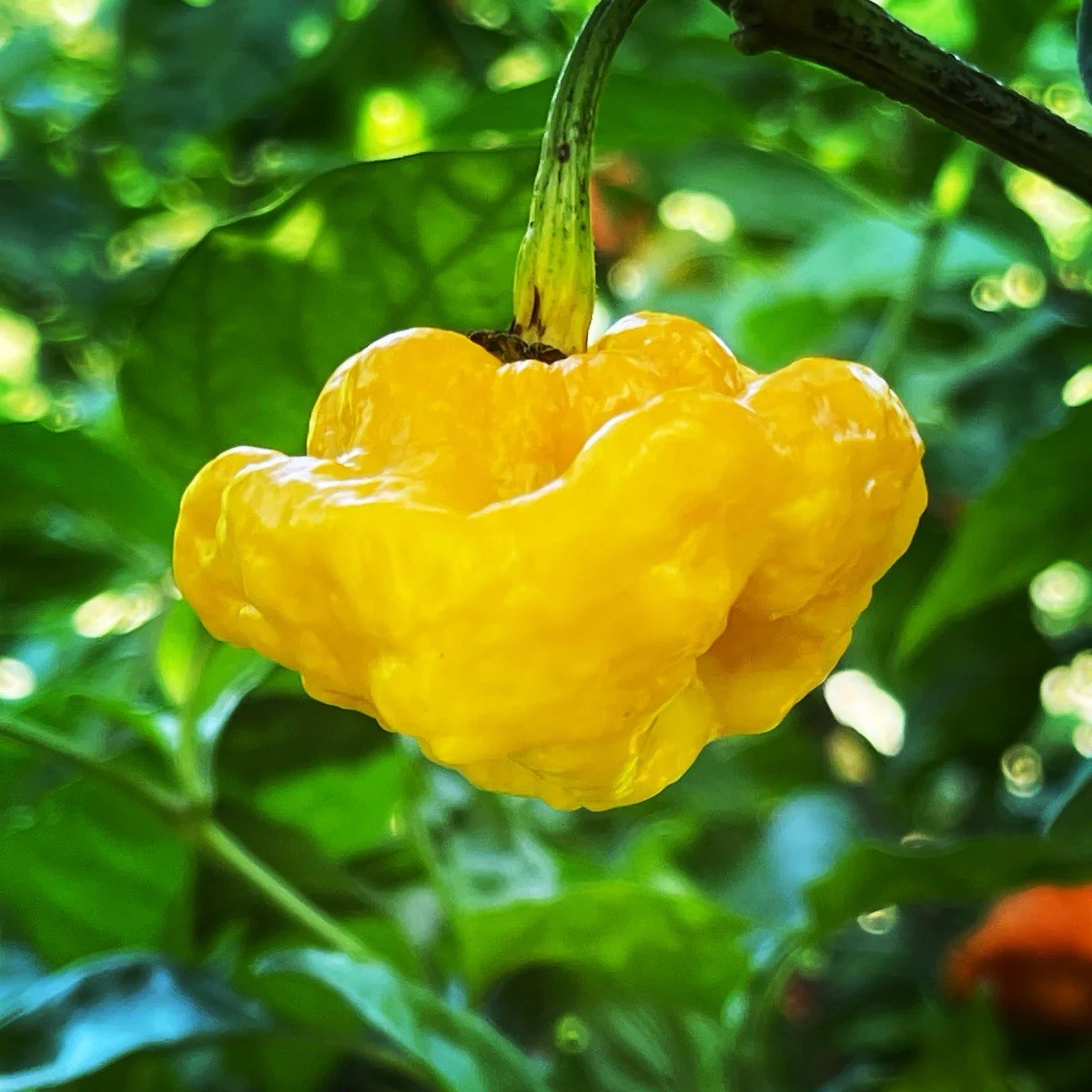 Three (3) Live Jamaican Scotch Bonnet Pepper Plants 6-9” In Bloom Garden