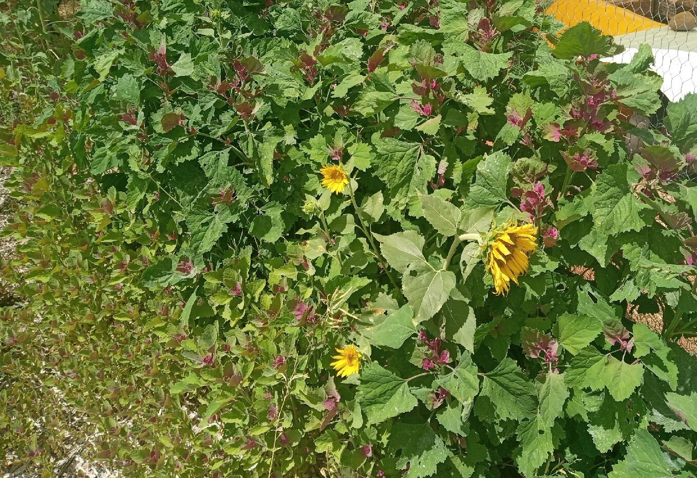 Lambsquarters Magenta Spreen , ~500 Seeds,Organic NonGmo grows 10ft tall
