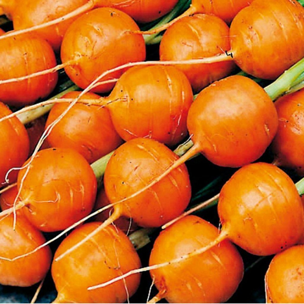 Parisian Carrot Seeds 500+ Daucus Carota Vegetable Garden NON-GMO FREE SHIPPING