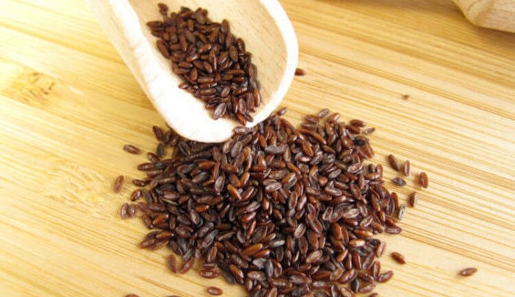 Common Plantain 500+ seeds clean