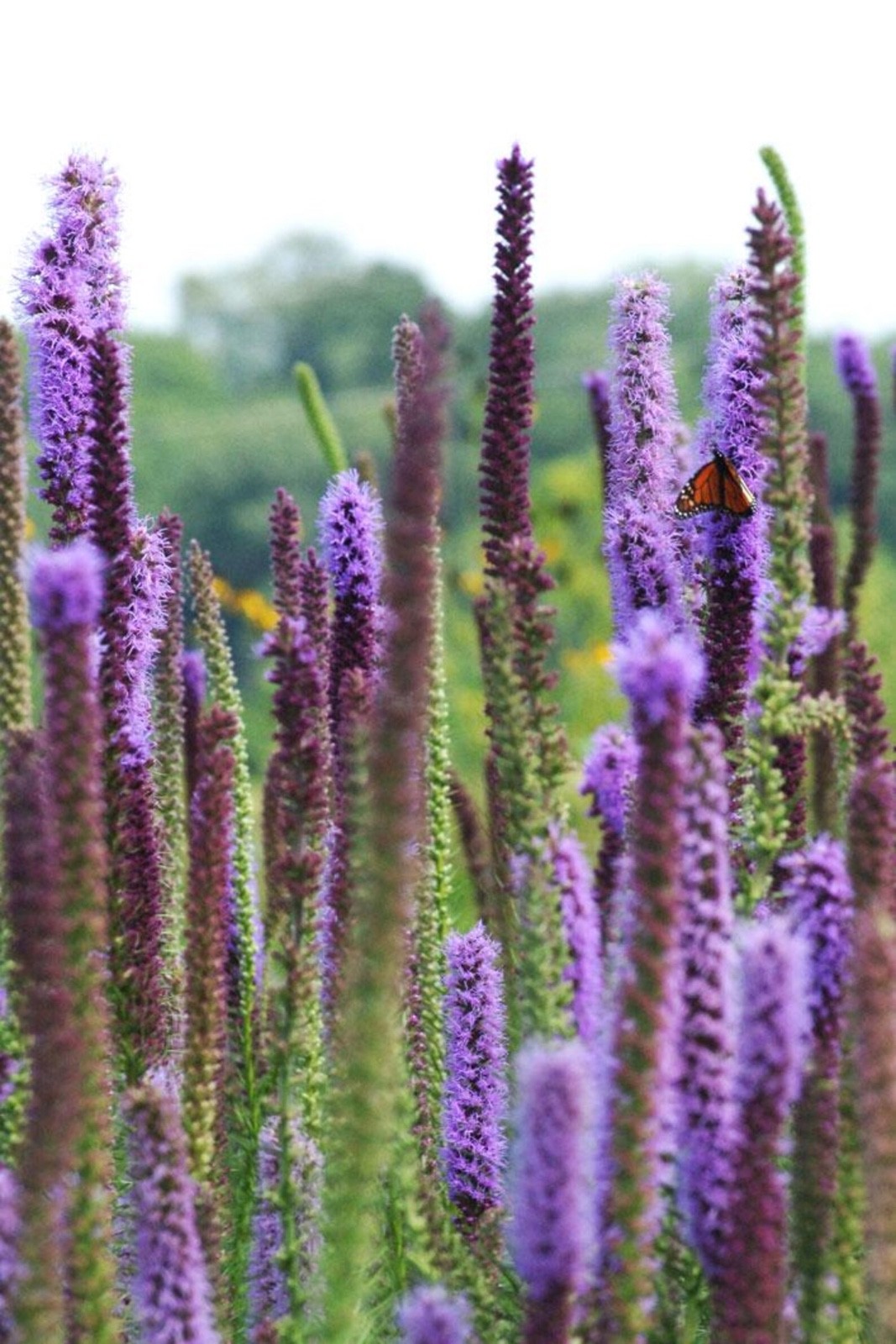 50 Blazing Star Seeds – Liatris Spicata / Liatris Pycnostachya- Heirloom Non-GMO