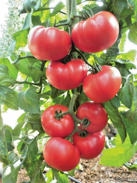 150+BEEFSTEAK TOMATO Seeds Organic Native Vegetable Summer Garden Container Easy