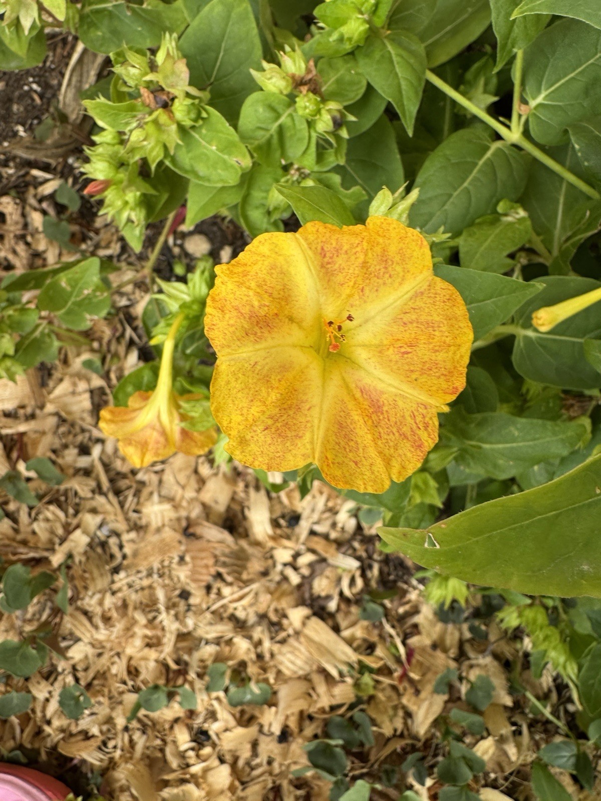 Mirabilis Jalapa Seeds Qty. 10