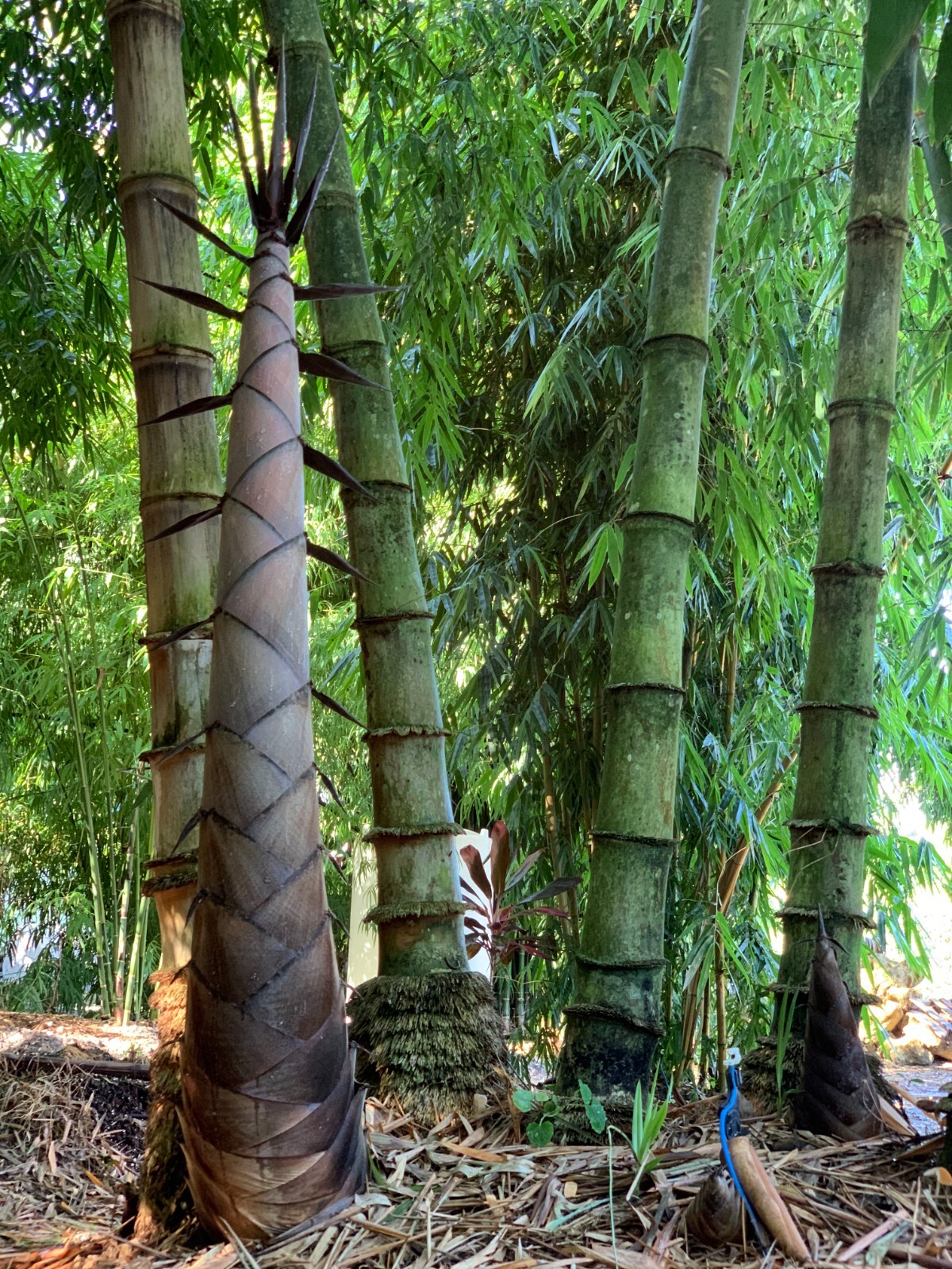 Asper Bamboo- Dendrocalamus asper **NON-INVASIVE, CLUMPING**
