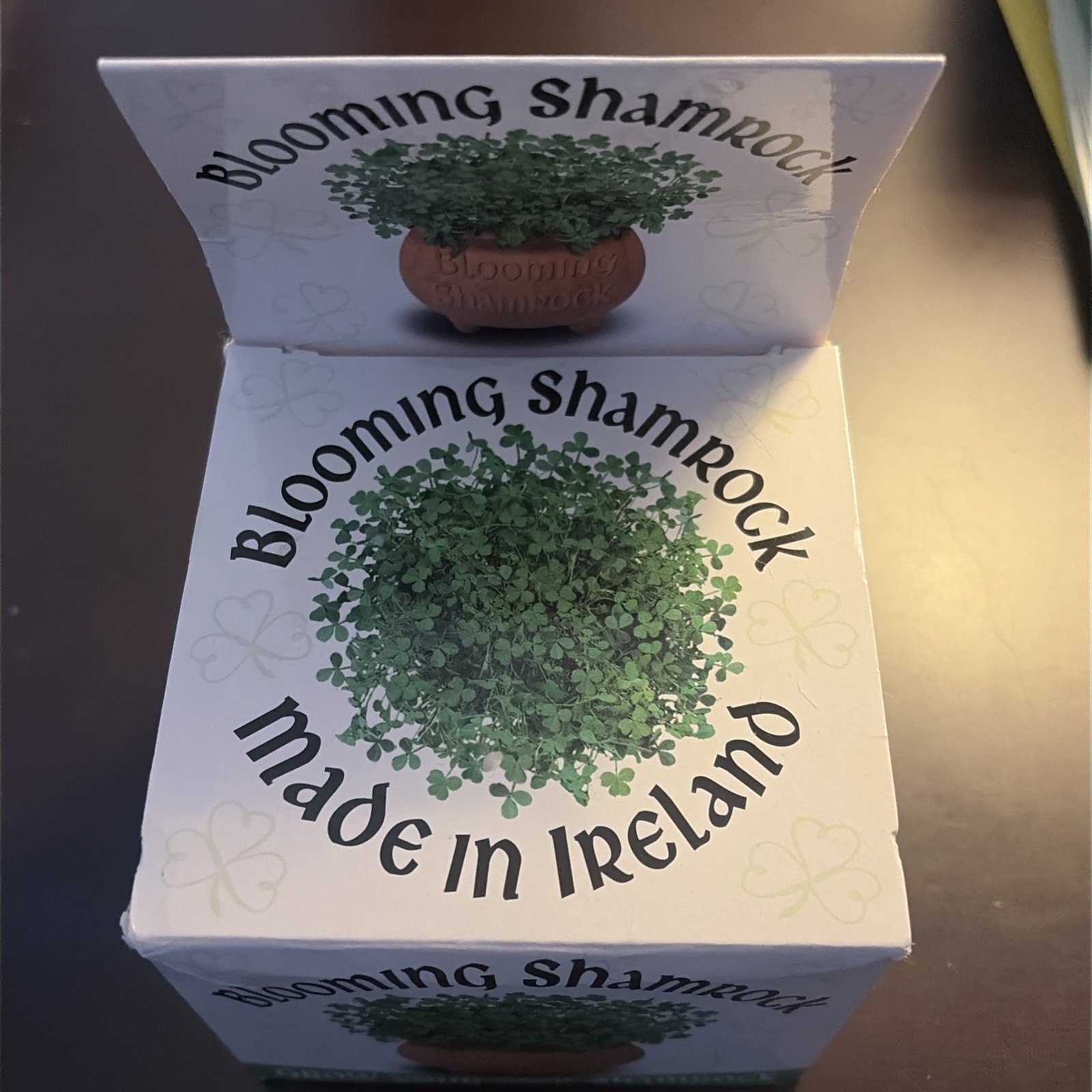 The Blooming Shamrock Pot – Grow your own Irish Shamrock