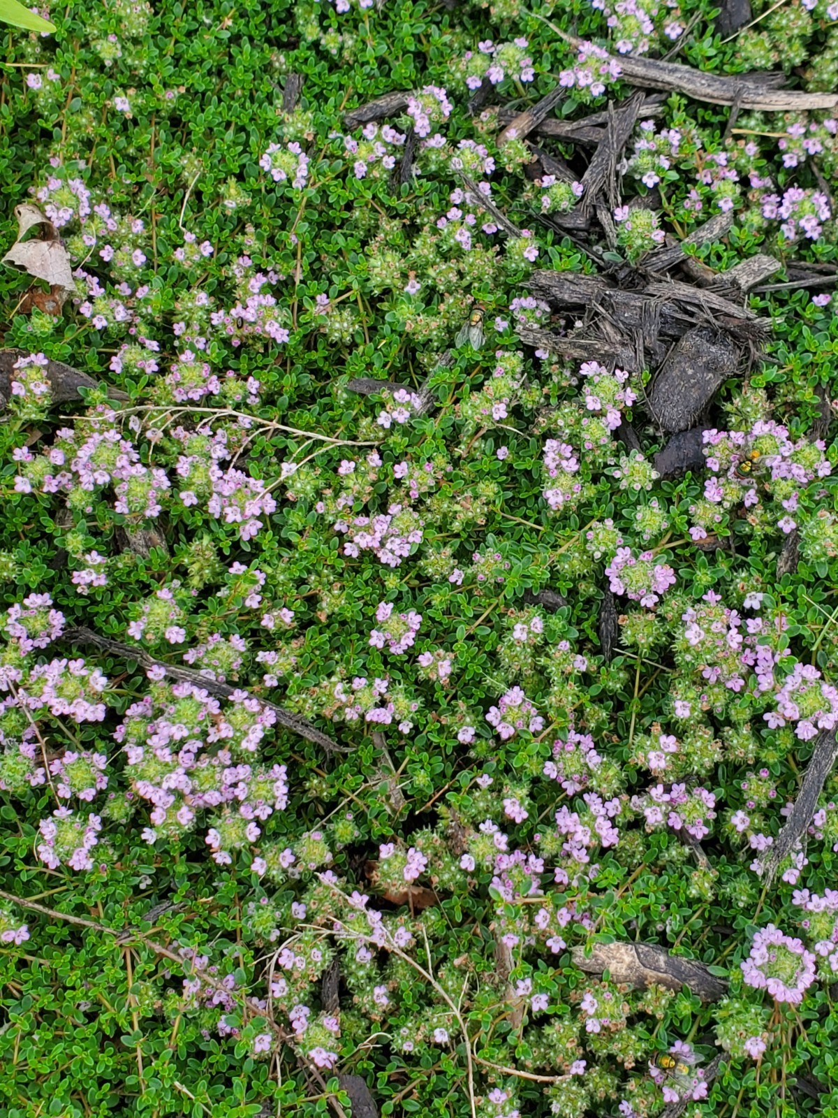 Depression: Self-help collectible gift card with Thyme seeds attached as a gift
