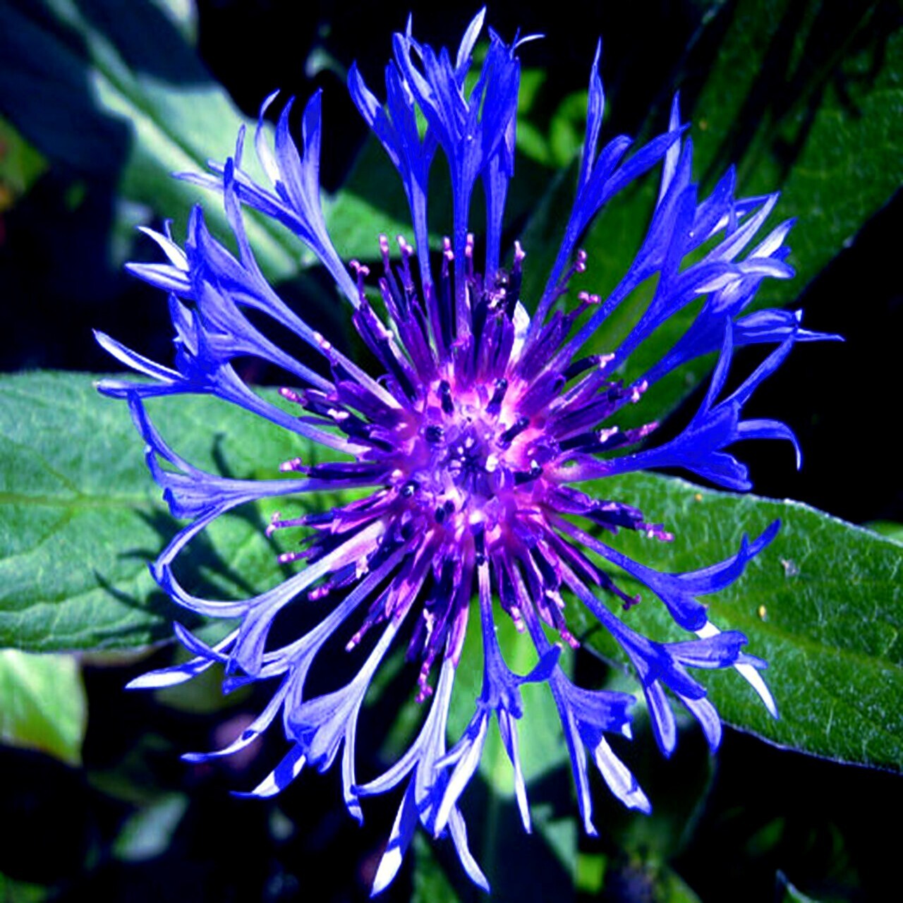 20 MOUNTAIN BLUE CORNFLOWER SEEDS PERENNIAL Centaurea montana Cold Hardy Plant