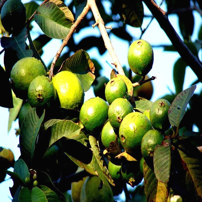 20 Lemon Apple Guava Tree Fruit Seeds ‘Ruby Supreme’ Plant (Psidium guajava)