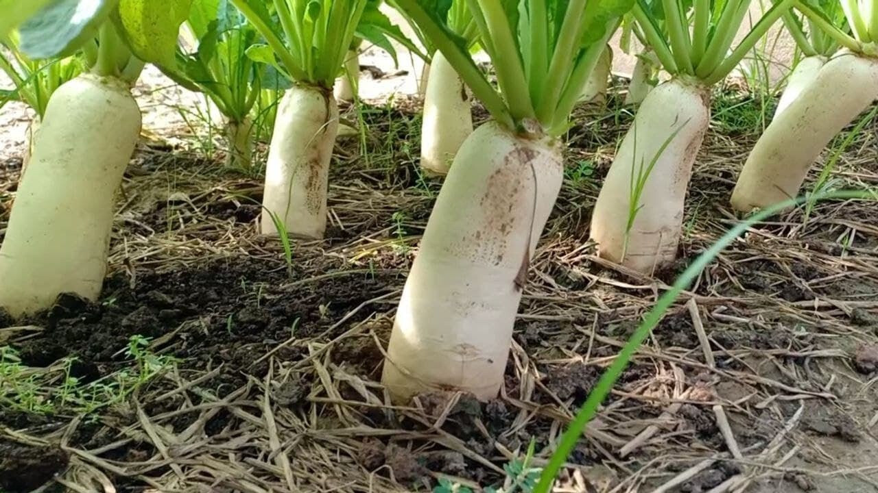 DAIKON RADISH SEEDS JAPANESE white RADISH garden VEGETABLE FREE SHIPPING