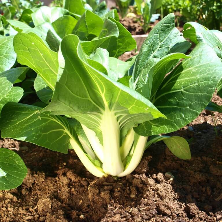 Large White Stem Bok Choy Seeds | USA Asian Chinese Pak Choi Cabbage Seed 2024