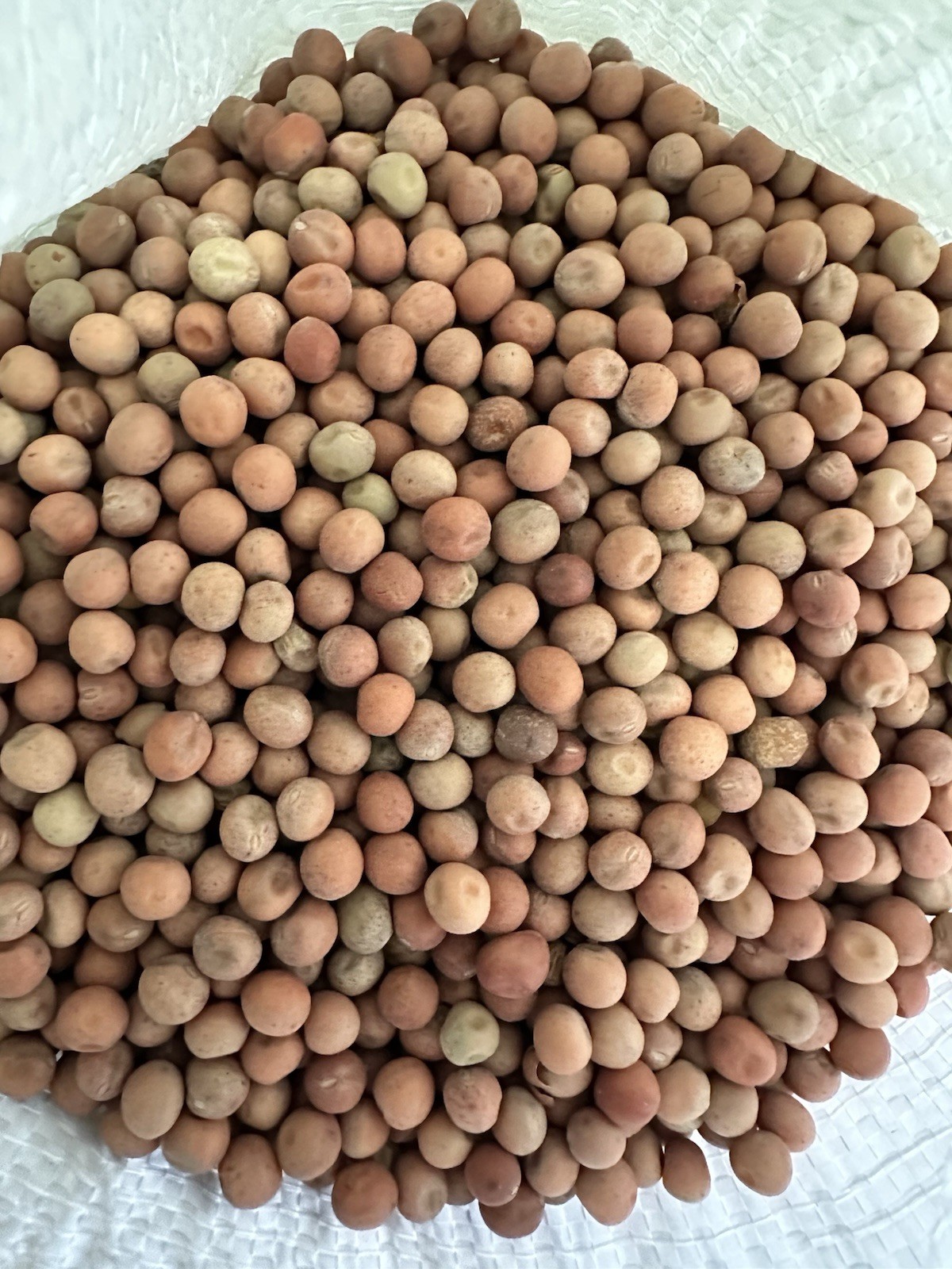 10 LBS Forage Secada Peas FOOD PLOT SEED, Deer, Turkey, Wildlife, Livestock