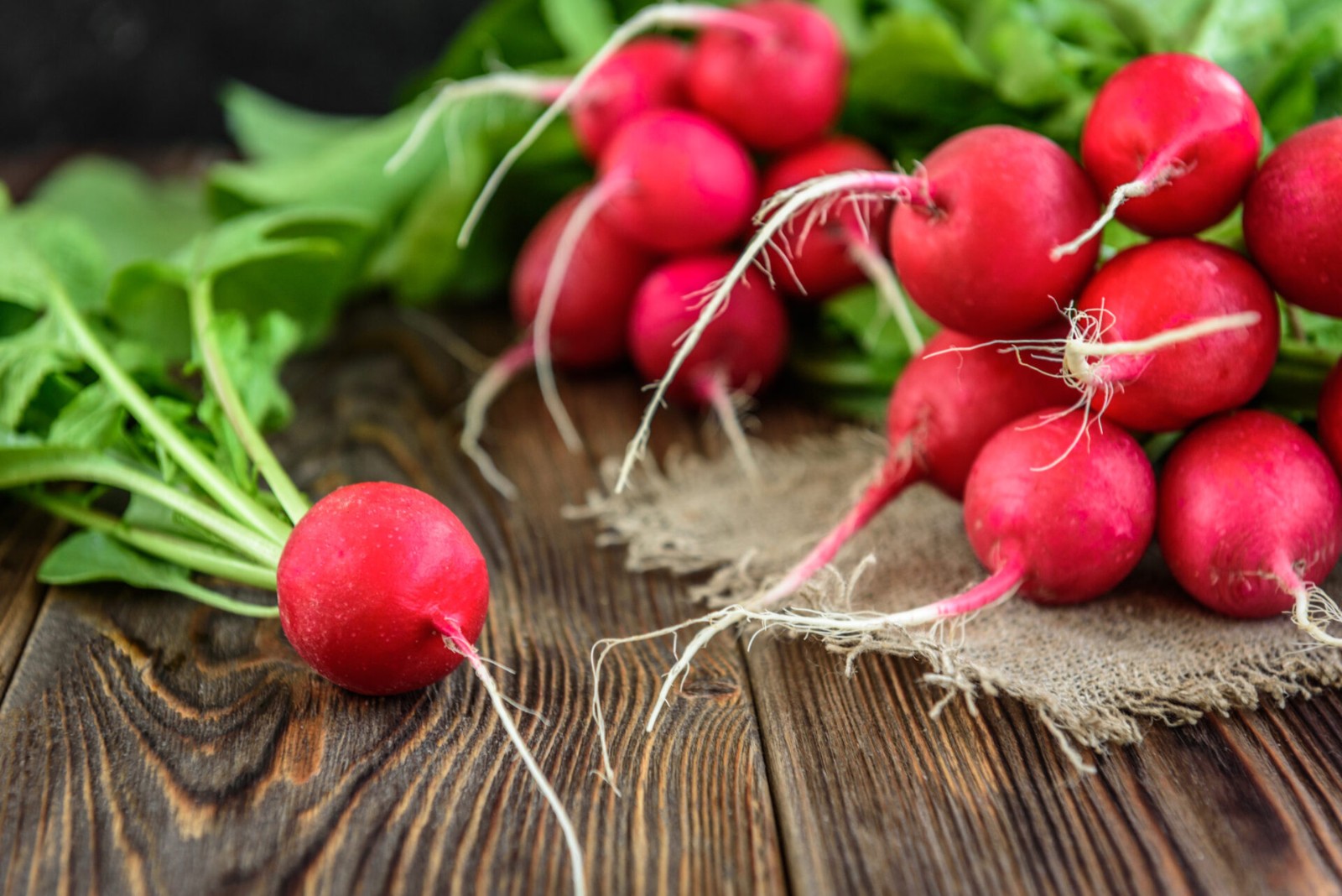 500 Organic Heirloom Cherry Belle Radish Seeds Sweet Crisp Fall Heirloom Veggie