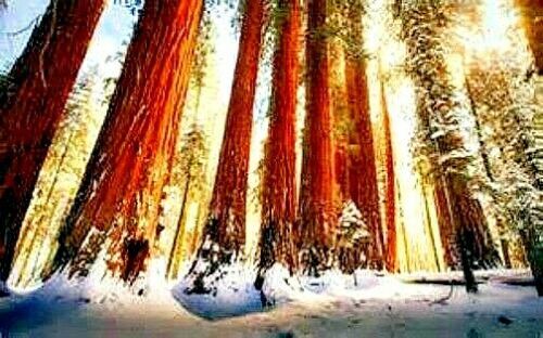 20 California Coast Redwood Seeds Giant Sequoia Bonsai TALLEST TREE in the WORLD