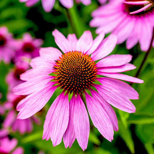 Wildflower Mix NATIVE ALL PERENNIAL Butterflies BEES Heirloom Non-GMO 500 Seeds!