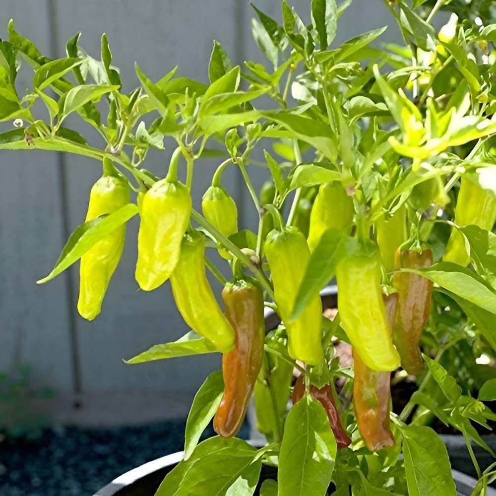 Sweet Golden Greek Pepperoncini Pepper Seeds – 60 Seeds Heirloom NonGMO Organic