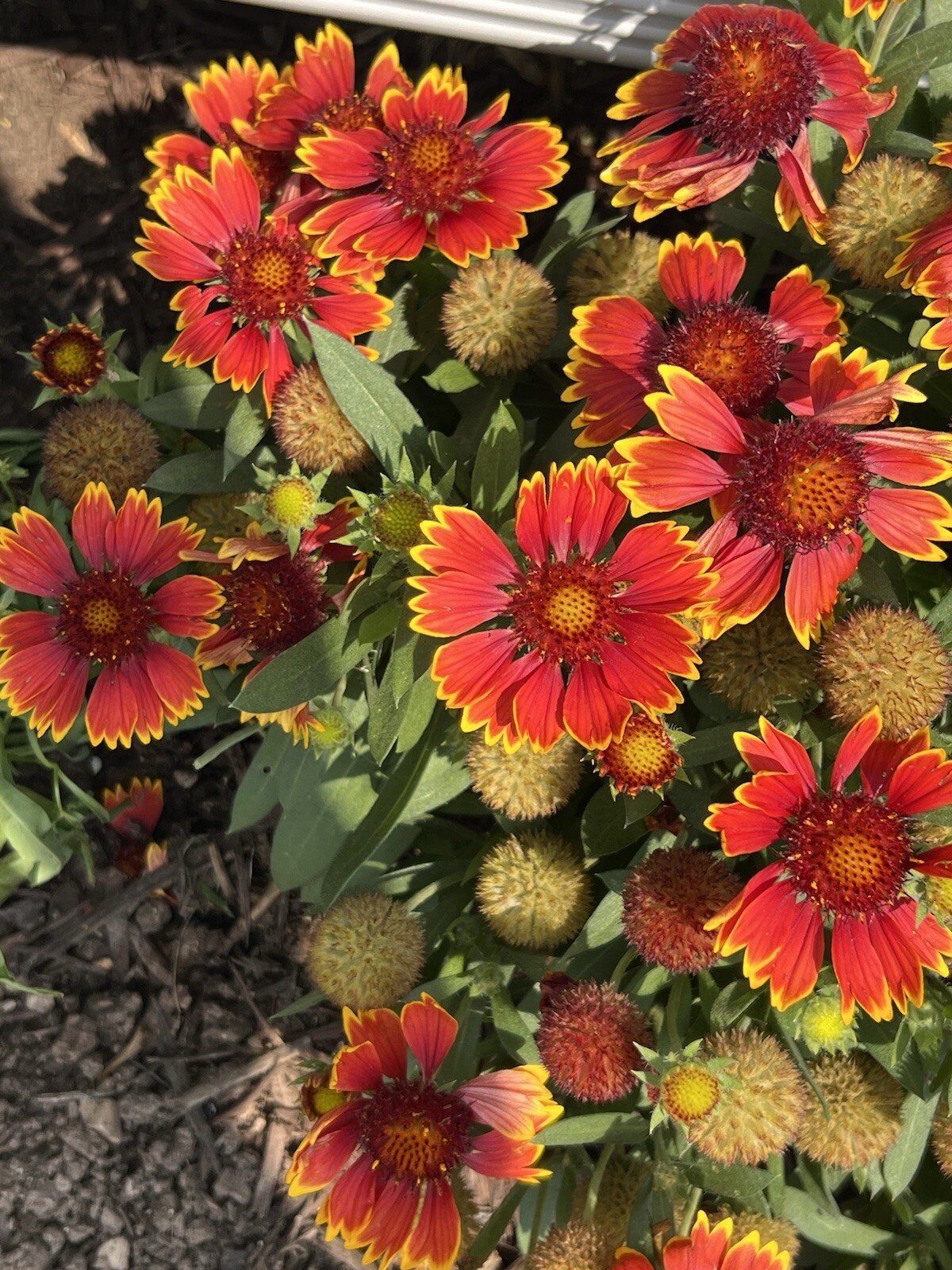100 Count Blanket Flower Seeds – NON-GMO – Free Shipping