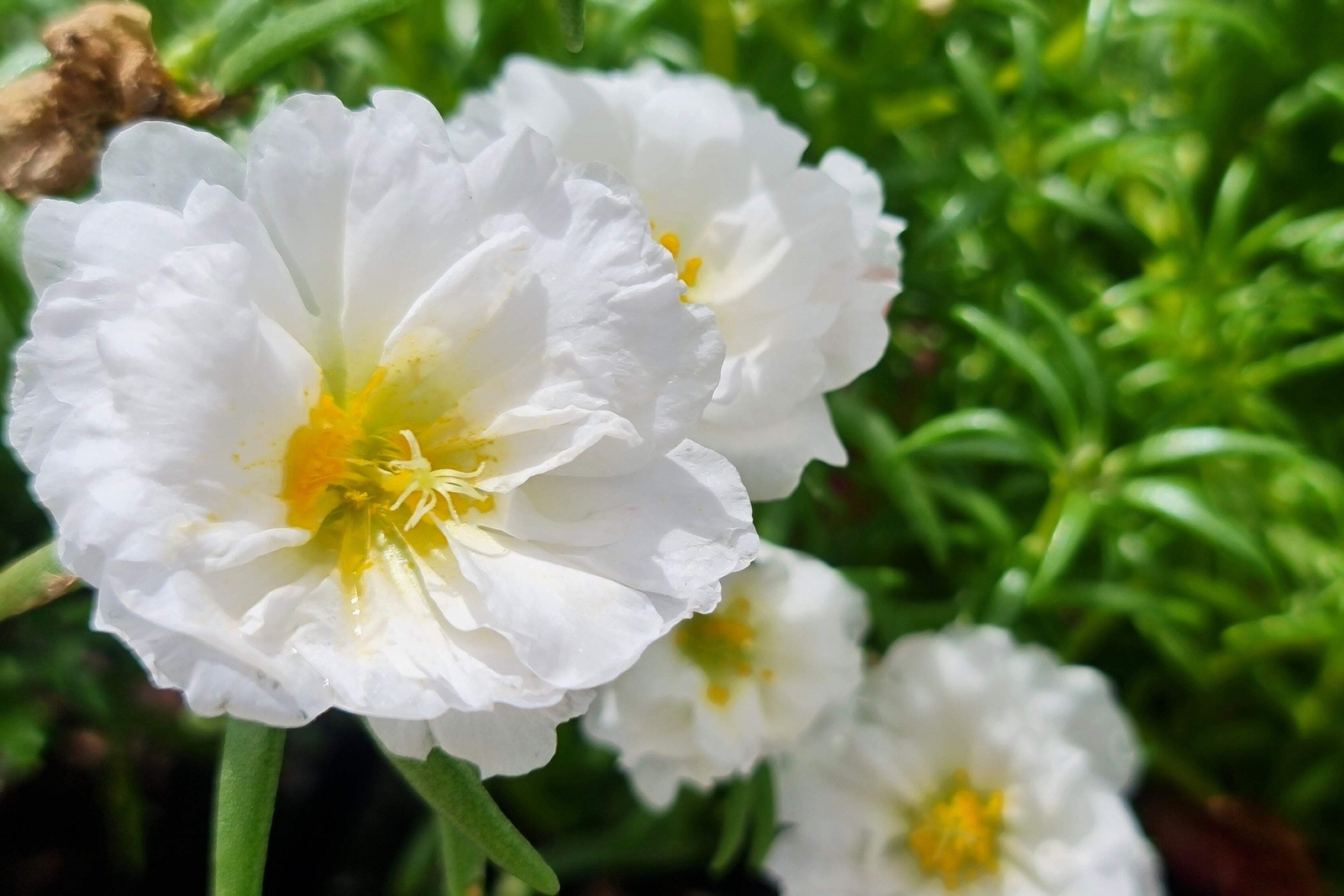 100 WHITE PORTULACA Grandiflora / MOSS ROSE Flower Seeds *Flat S/H