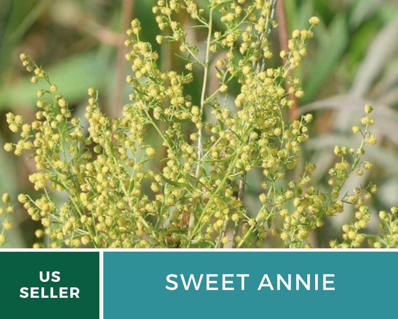 Sweet Annie – 50 Seeds – Medicinal Herb – GMO Free (Artemisia annua)