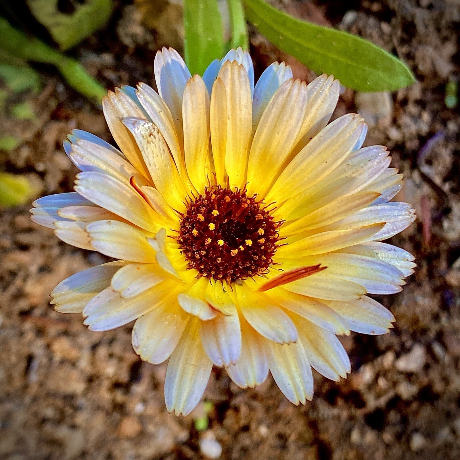 800 + Calendula Flower Seeds Medicinal Herb Inflammation Skin Care Garden Mix