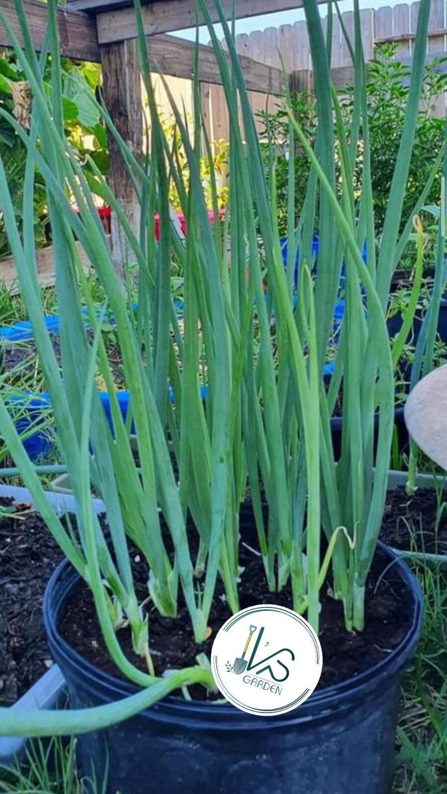White Bunching Onion Seeds, Scallions, NON-GMO, Heirloom, FREE SHIPPING