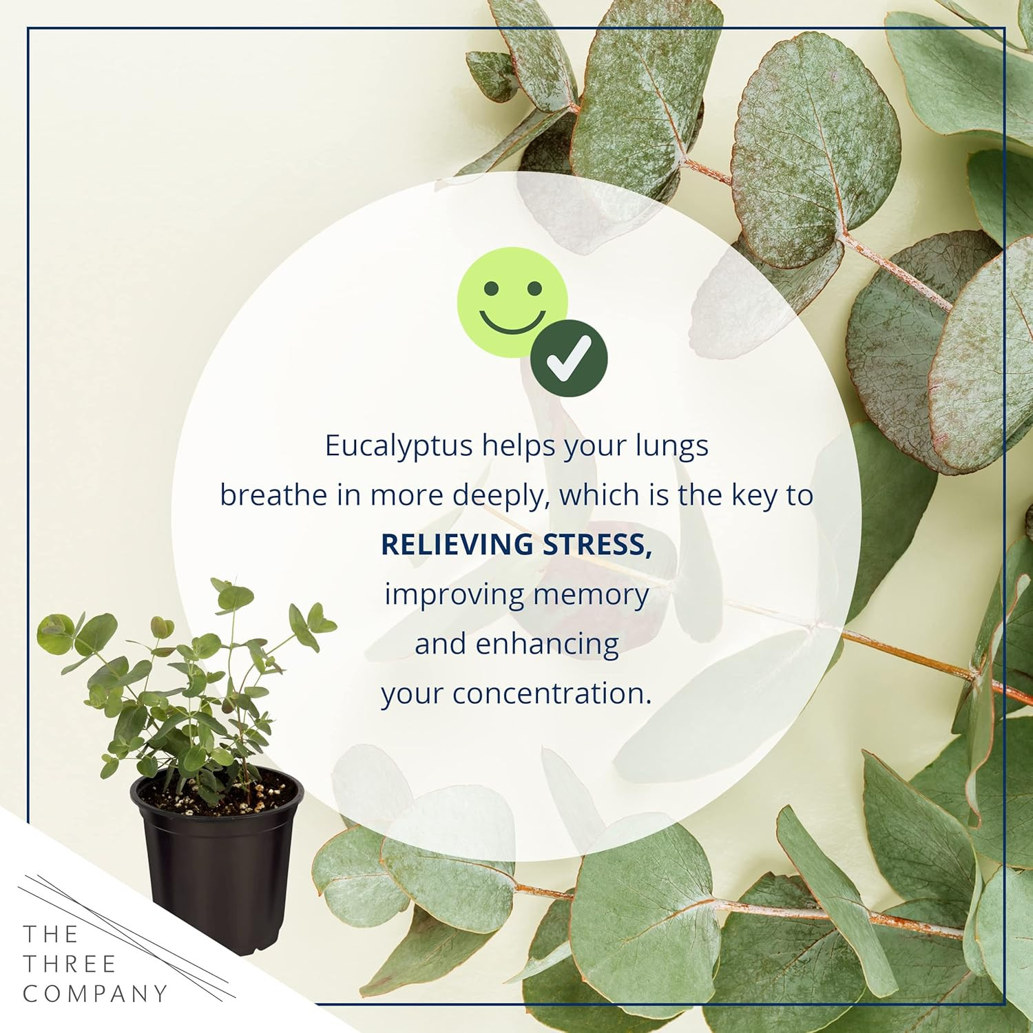 Live Herb – Eucalyptus (4 per Pack), Aromatic and Health Enhancer, Natural Air P