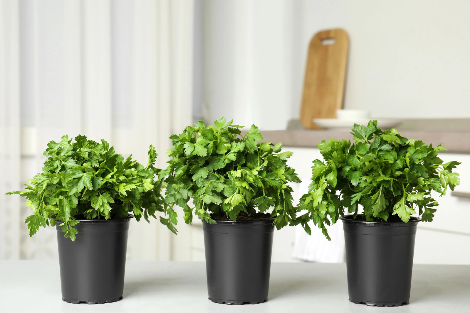 Giant Italian Flat Leaf Parsley Seeds | For Planting Huge Herb Garden Seed 2024