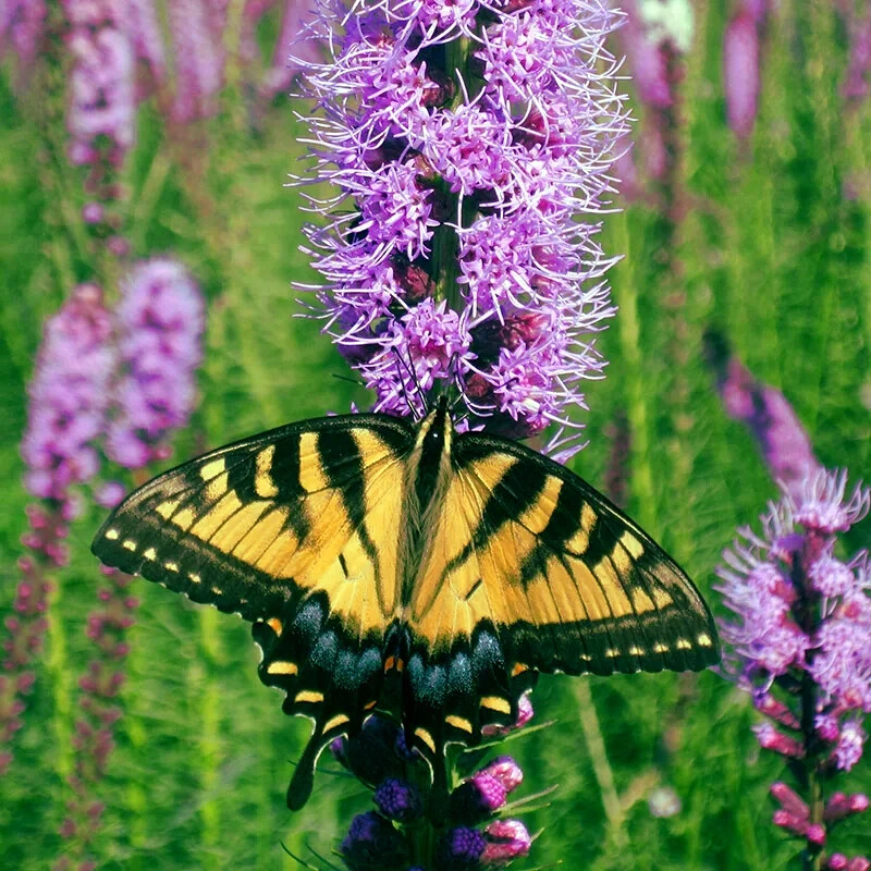 50 PURPLE BLAZING STAR FLOWER SEEDS Liatris spicata Cold Hardy-3 Butterfly Plant