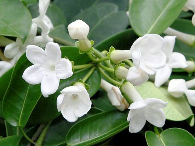 Stephanotis floribunda MADAGASCAR JASMINE Seeds!