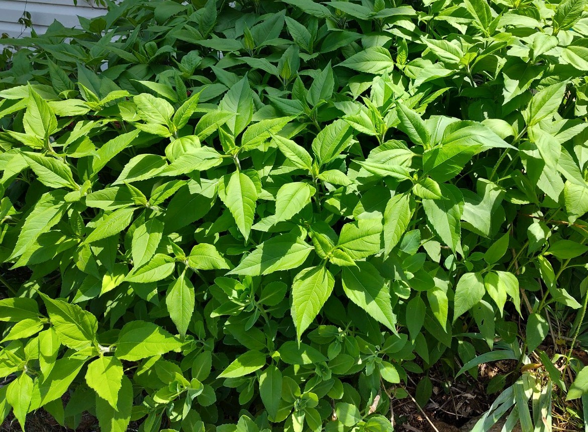 Jerusalem Artichokes tubers Sunchokes  10+ starts freshly dug for planting