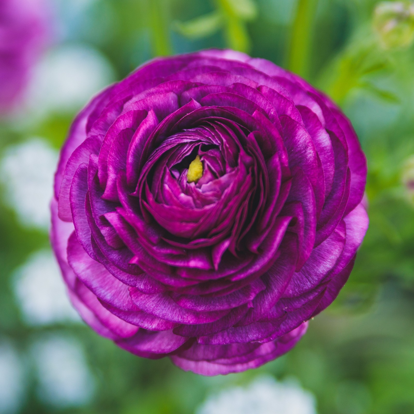 Easy to Grow Ranunculus Buttercup Purple 10 Plant Bulbs, Spring Flowers