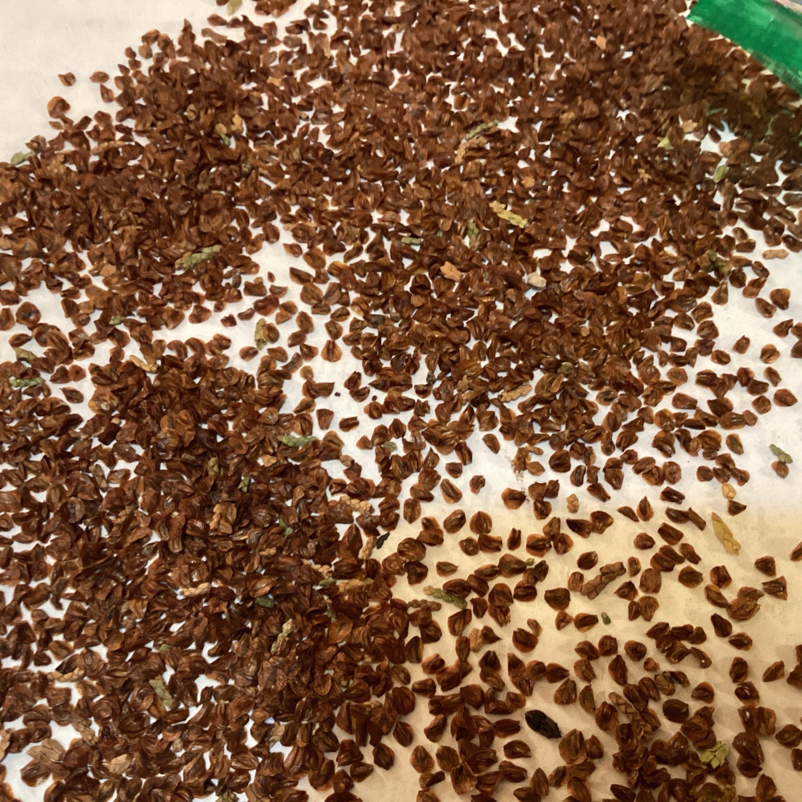 Arizona Cypress Tree Seeds ((Cupressus Arizonica)